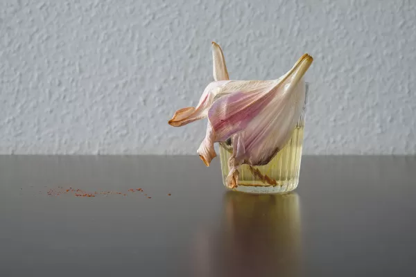 Lili Fell in a Glass