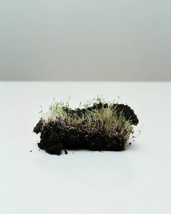 Grass with Earth