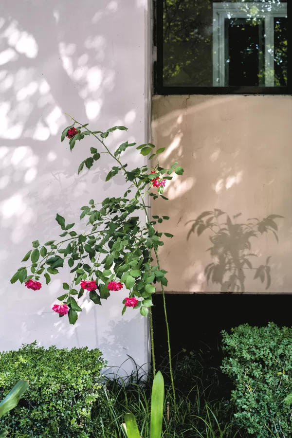 Apartment Garden, Roses