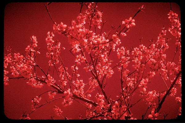 Yann Pocreau, Fantasmes colorés (le cerisier)