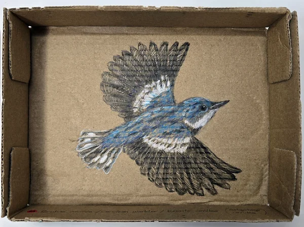 Maria Ezcurra, Les oiseaux menacés du Québec