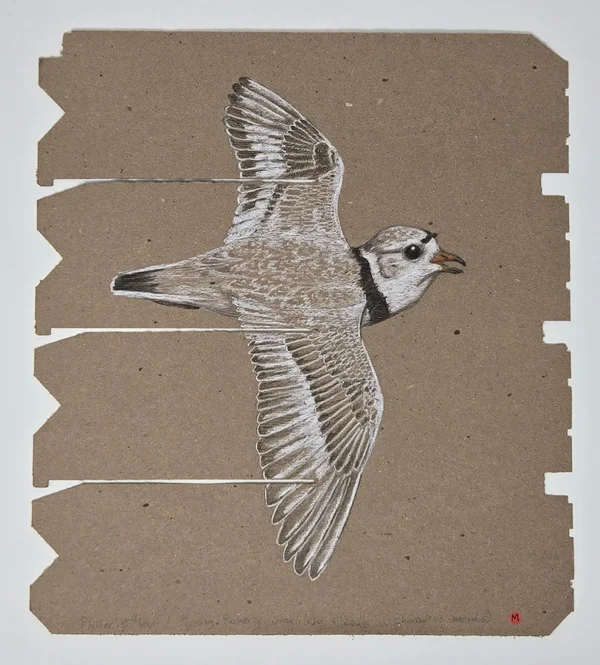 Maria Ezcurra, Les oiseaux menacés du Québec