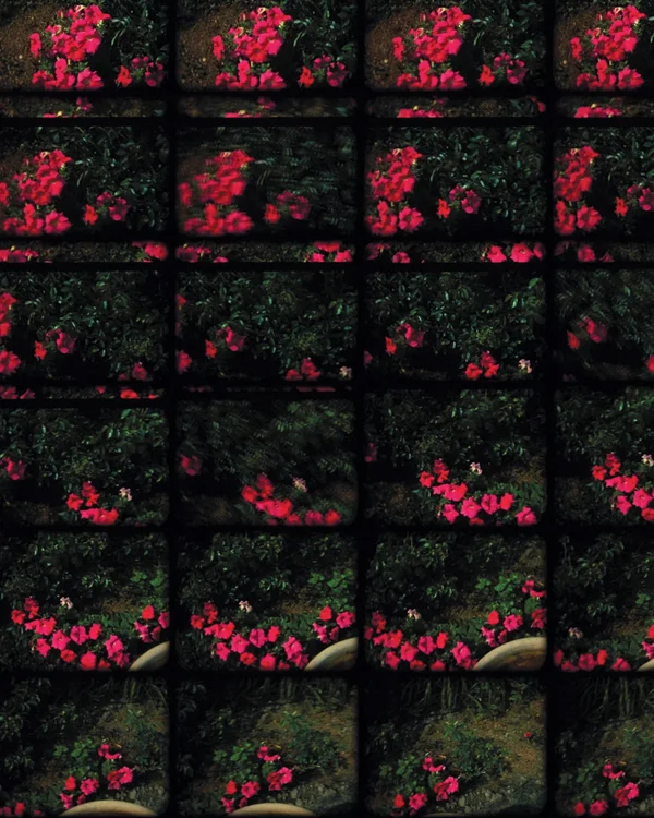 Samuel Graveline, Stills (Petunia)