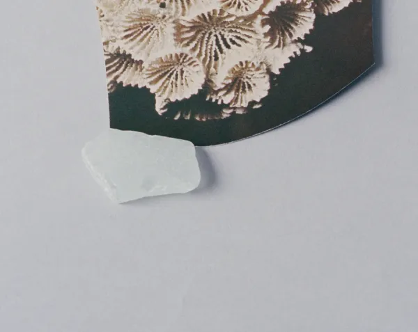 Celia Perrin Sidarous, Coral and sea glass (Détail)
