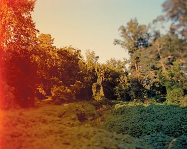 Guillaume Simoneau, Kudzu covered landscape, Kennesaw, Georgia, 2008