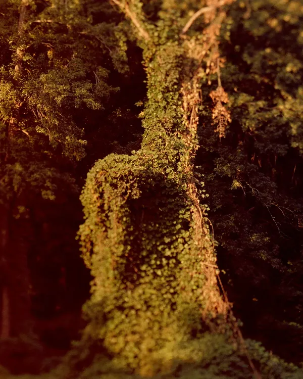Guillaume Simoneau, Kudzu covered landscape, Kennesaw, Georgia, 2008 - Détail