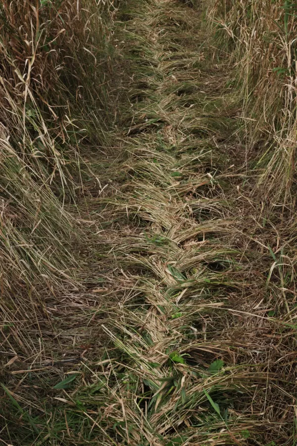 French Braided Earth