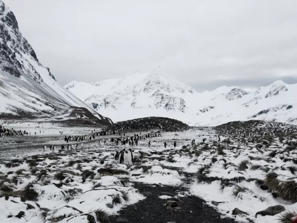 Right Whale Bay, South Georgia. 53.9859° S, 37.5988° W