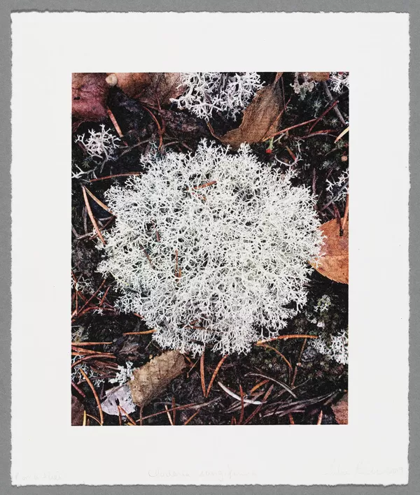 Cladonia rangiferina